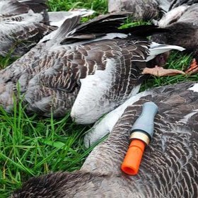 Tricky Pink Greylag Goose Call