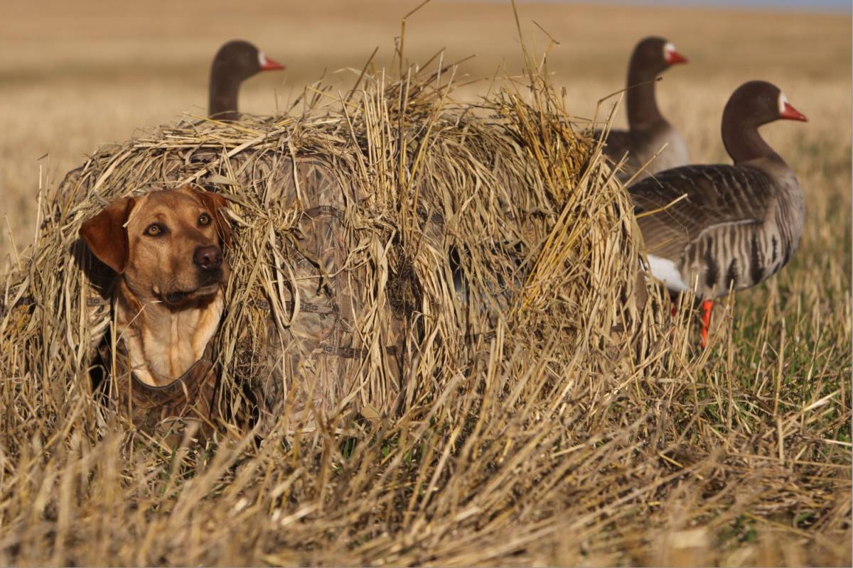 Die Hundetarnhütte Greenhead Gear Ground Force Blind schützt das Gehör ihres Hunde und bietet eine gute Tarnung bei der Gänsejagd. 