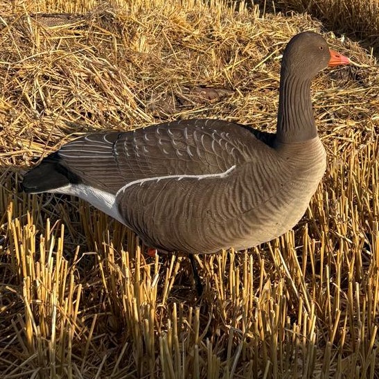 Graugans XL Vollkörper beflockt