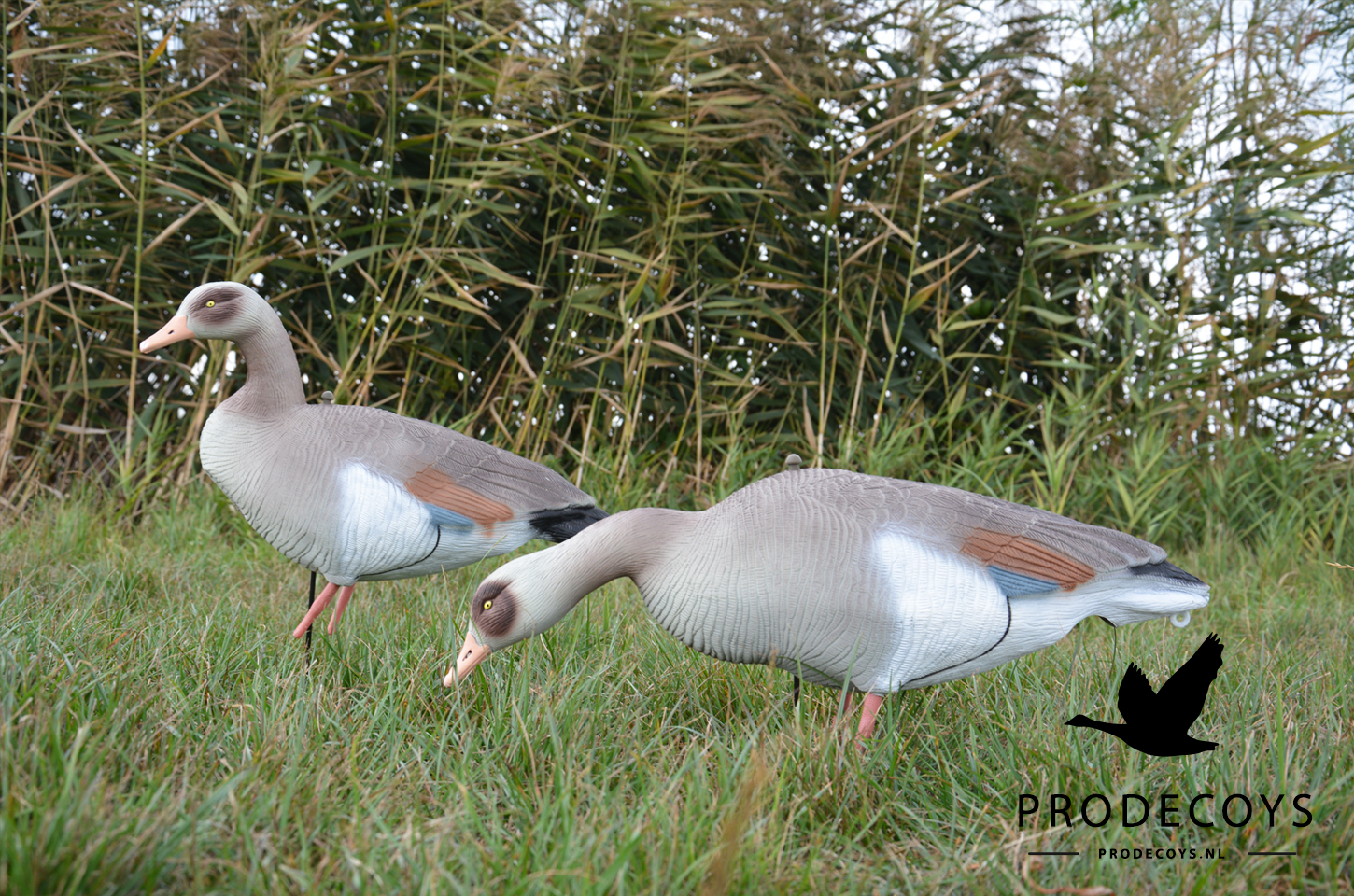 Prodecoys Nilgans Lockgänse Set Egyptian Goose