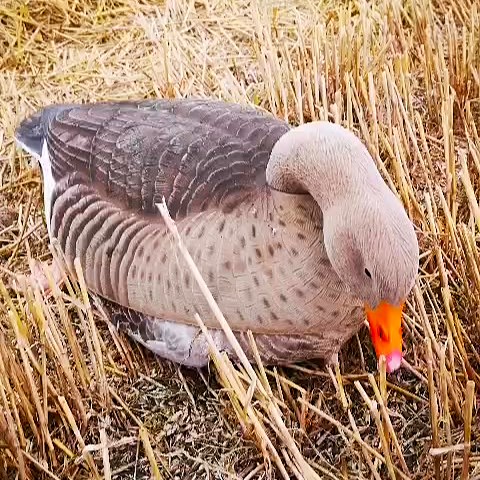 PRO ATTRACT Graugans Halbschalen Set beflockt