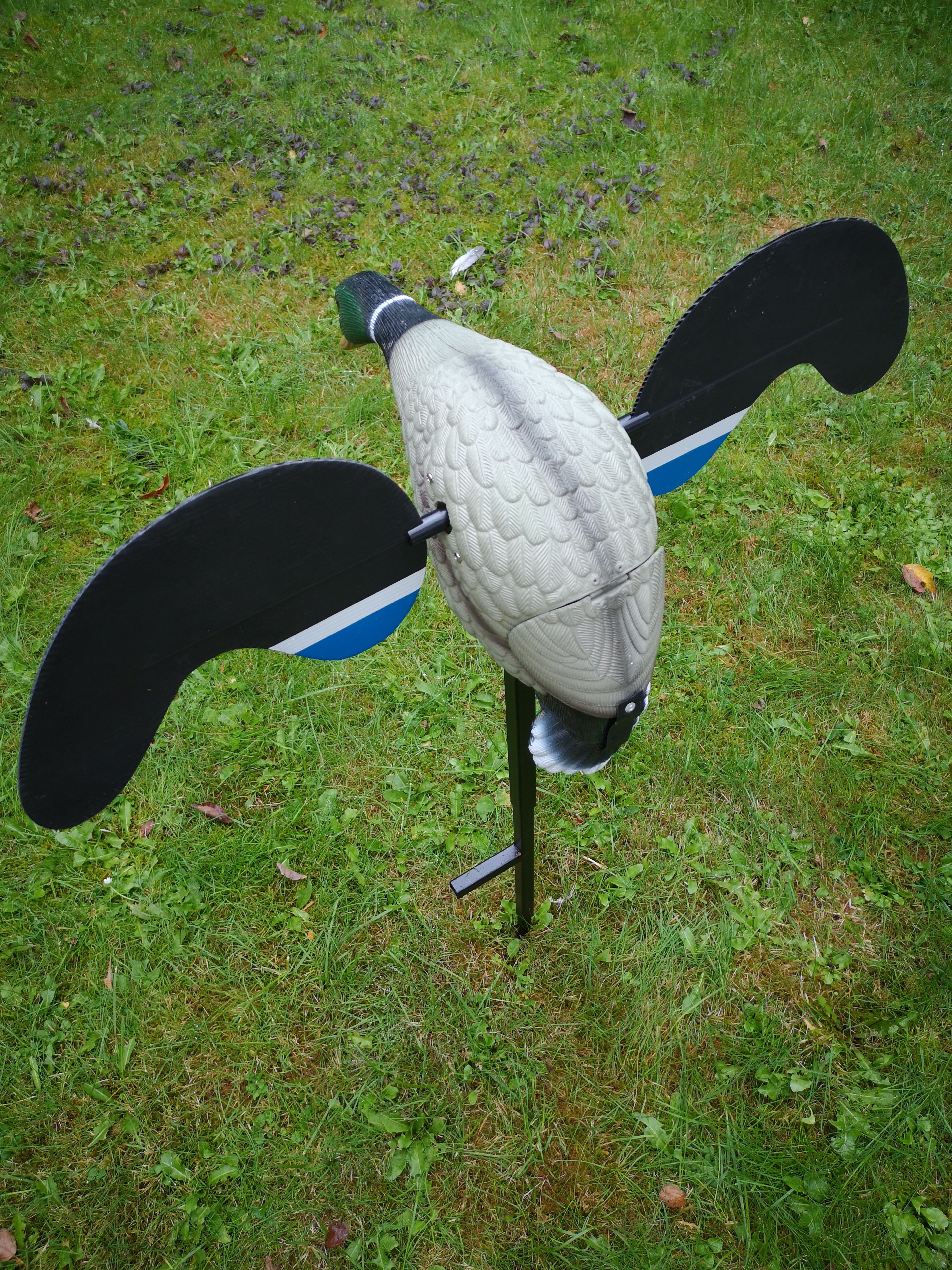Die typischen weißen und blauben Streifen auf der Lockente sind auf der Entenjagd weit sichtbar. 