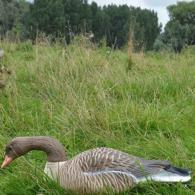 Prodecoys Graugans Lockgänse Vollkörper Floater