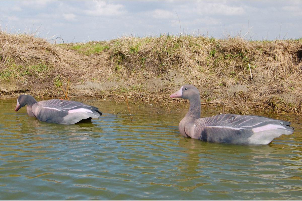 FUD Blässgans Lockgänse