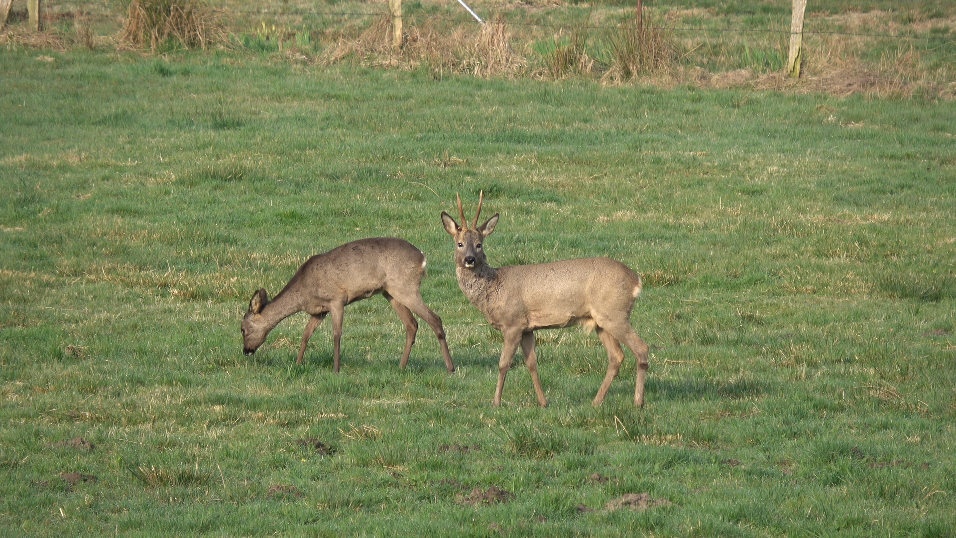 Bock-und-Ricke